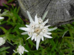 Alpen Edelweiss Samen kaufen Samenhandlung Onlineshop Seeds and Plants Shop Ipsa