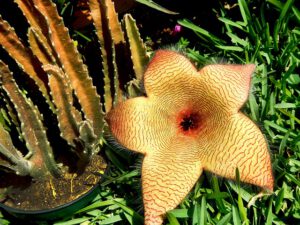 Ascleps Stapelia Samen Samen kaufen Samenhandlung Onlineshop Seeds and Plants Shop Ipsa