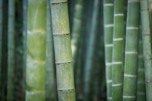 Bambus Samen kaufen Samenhandlung Onlineshop Seeds and Plants Shop Ipsa