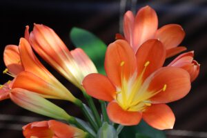 Clivia - Klivien Samen kaufen Samenhandlung Onlineshop Seeds and Plants Shop Ipsa