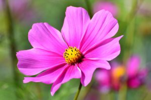 Cosmea Samen kaufen Samenhandlung Onlineshop Seeds and Plants Shop Ipsa