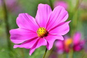 Cosmea Samen kaufen Samenhandlung Onlineshop Seeds and Plants Shop Ipsa