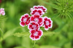 Dianthus Nelken Samen kaufen Samenhandlung Onlineshop Seeds and Plants Shop Ipsa