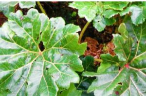 Gunnera Samen Samenhandlung Onlineshop Ipsa