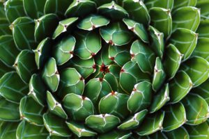 Exotische Samen Samenhandlung Onlineshop Ipsa Agave Yucca und Albuca Online kaufen