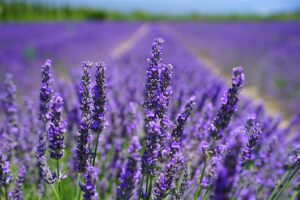 Lavendel Samen kaufen Samenhandlung Onlineshop Seeds and Plants Shop Ipsa