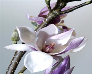 Magnolith Magnoliids Magnoliidae Magnolianae Samen kaufen Onlinehandel Samenhandlung Seeds Plant Shop Ipsa