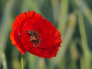 Mohn Samen kaufen Samenhandlung Onlineshop Seeds and Plants Shop Ipsa