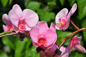 Orchideen Samen kaufen Samenhandlung Onlineshop Seeds and Plants Shop Ipsa