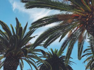 Palmen Samen kaufen Samenhandlung Onlineshop Seeds and Plants Shop Ipsa