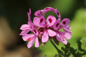 Pelargonium Geranien Samen kaufen Onlineshop Samenhandlung Seeds and Plants Shop Ipsa