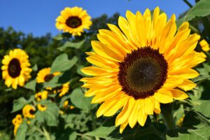 Sonnenblumen Samen kaufen Samenhandlung Onlineshop Seeds and Plants Shop Ipsa